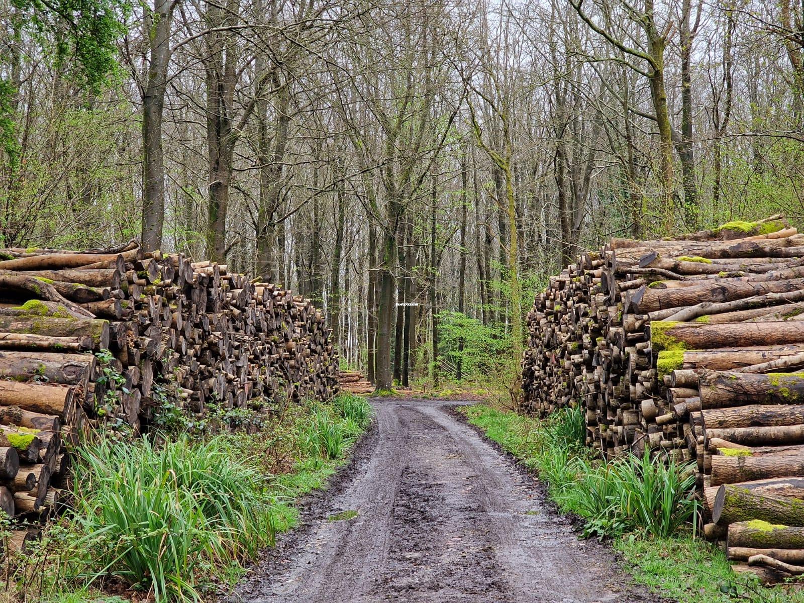 200 Acres secluded woodland near Winchester Hampshire UK