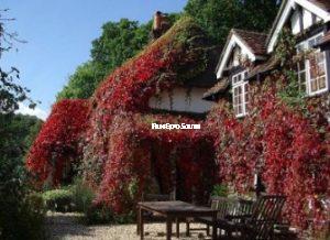 Counrty Cottage Hampshire, Film Expo South Filming and Photography location